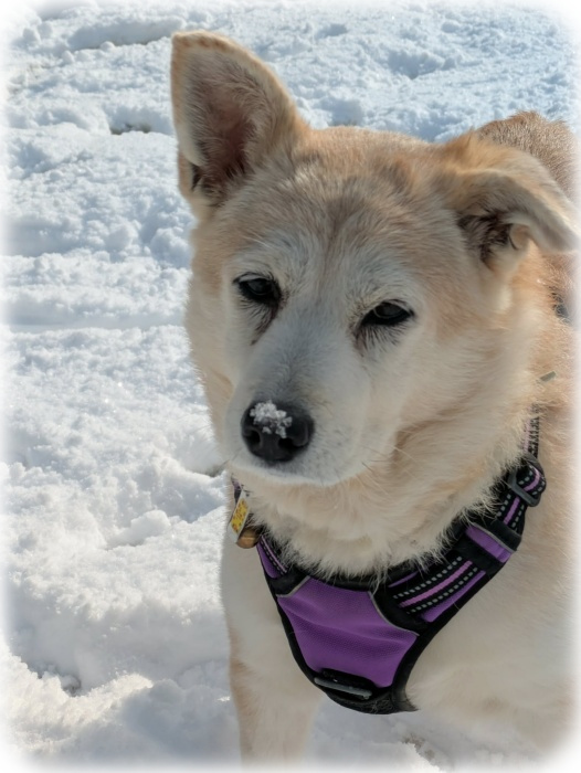 『オットォ、寒いからもう帰ろう』 『オットォ、寒いからもう帰ろう』