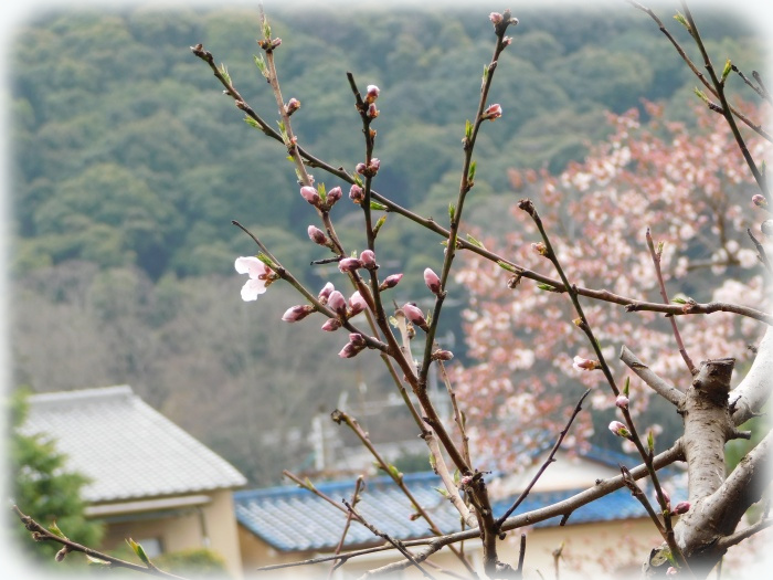 桜を背景に桃一輪♪
