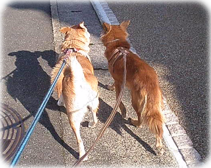 ５年前・咲希とお散歩