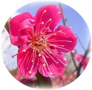 よそほひのこと