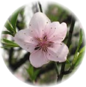 よそほひのこと よそほひのこと