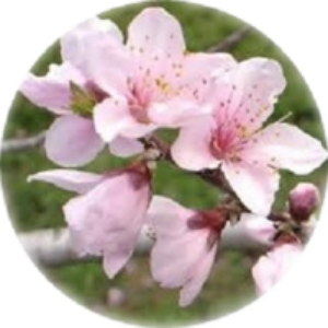 留袖・色留袖 留袖・色留袖